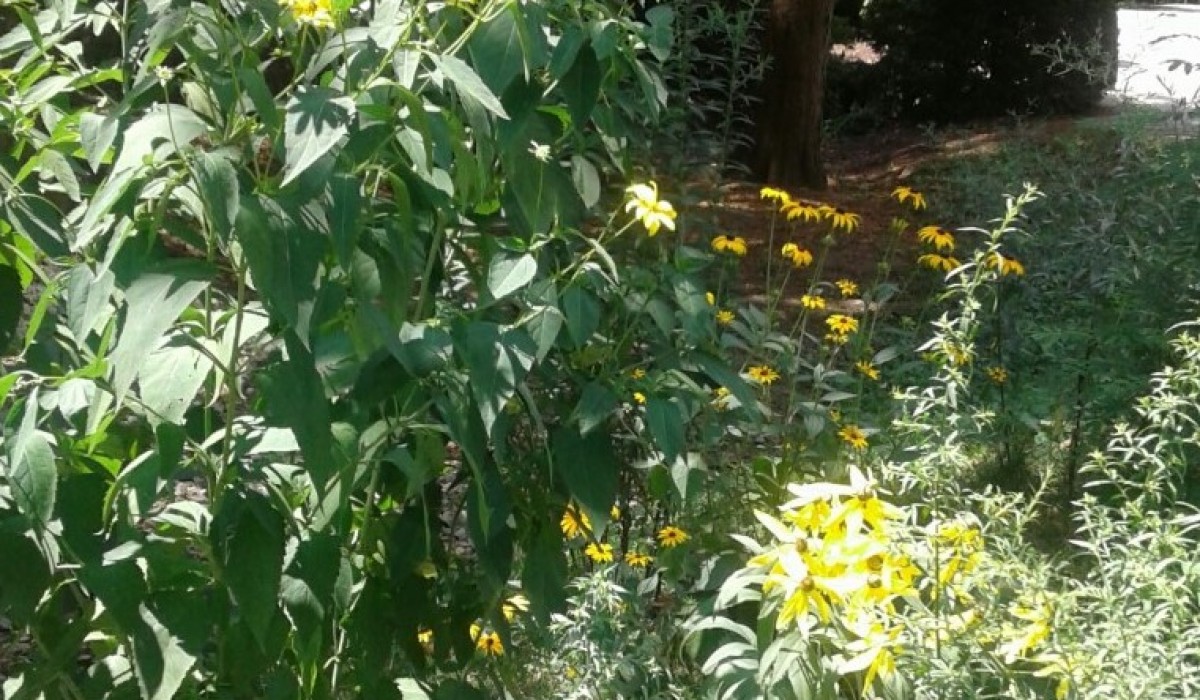 Planting Seeds of Learning Wittenberg University